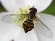 fly1
