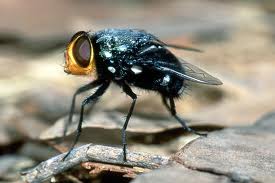 fly2